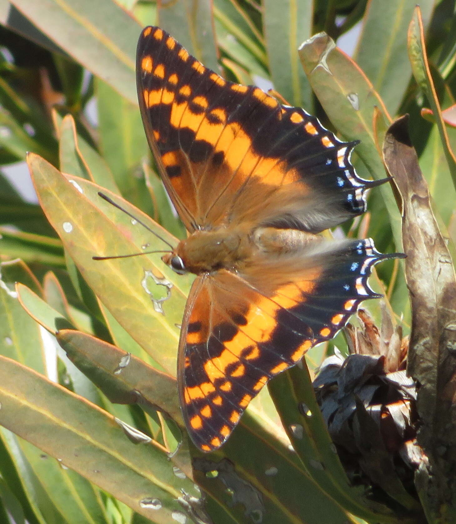 Imagem de Charaxes pelias