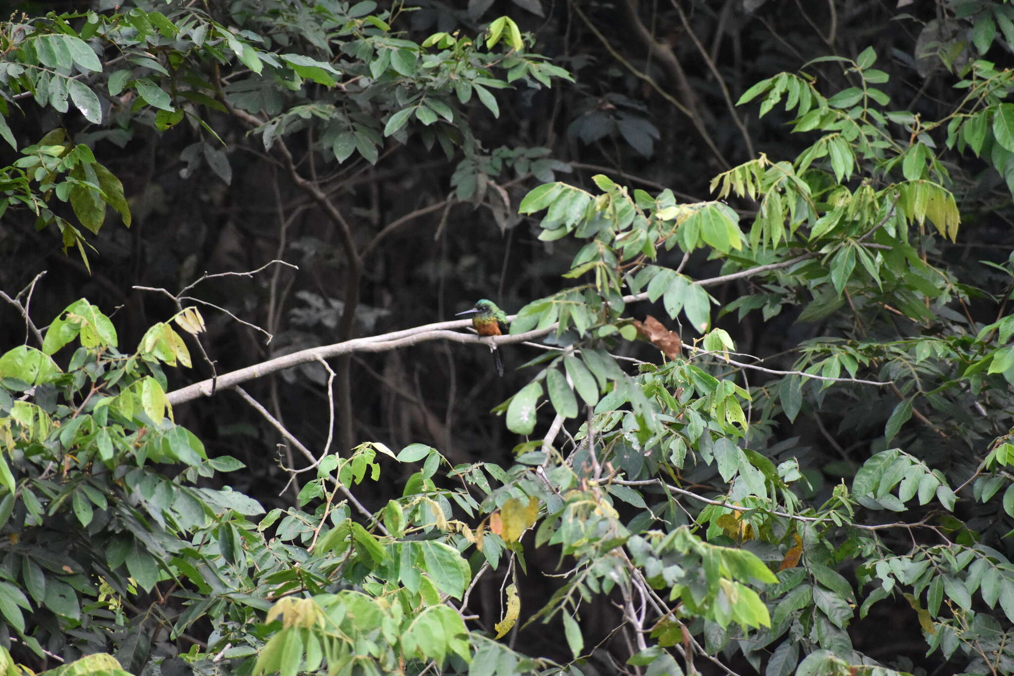 Image of Green-tailed Jacamar