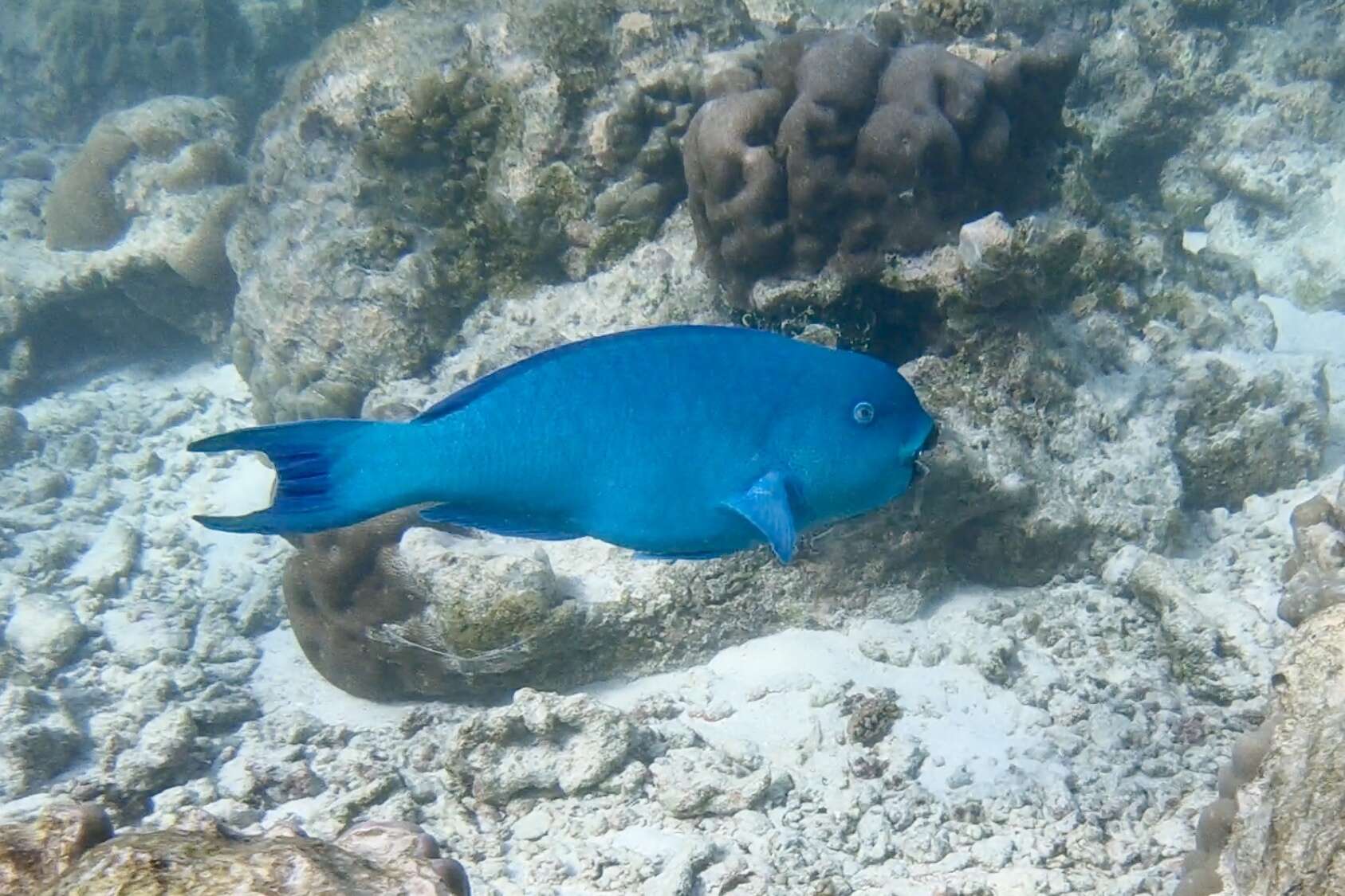 Image of Captain Parrotfish