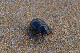 Image of black lawn beetle