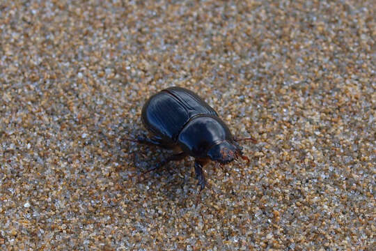 Image of black lawn beetle