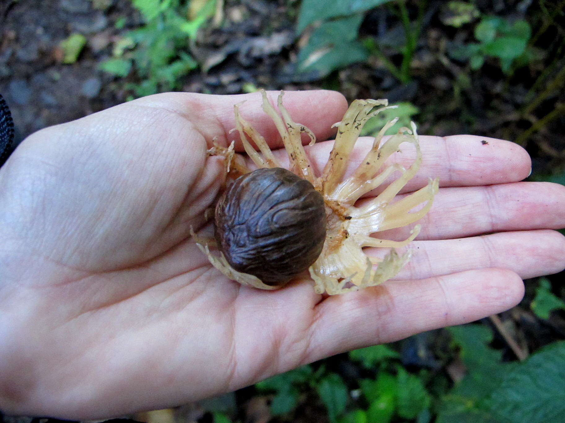 Image of Otoba gordoniifolia (DC.) A. H. Gentry