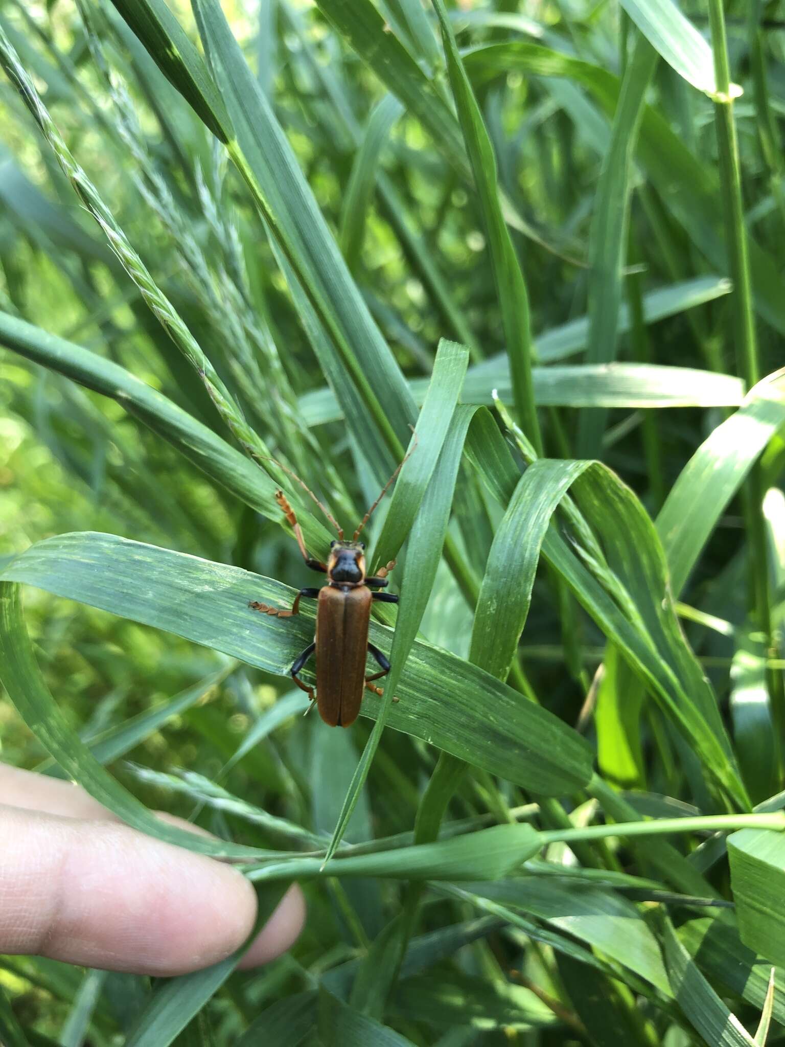 Imagem de <i>Lycocerus suturellus</i>