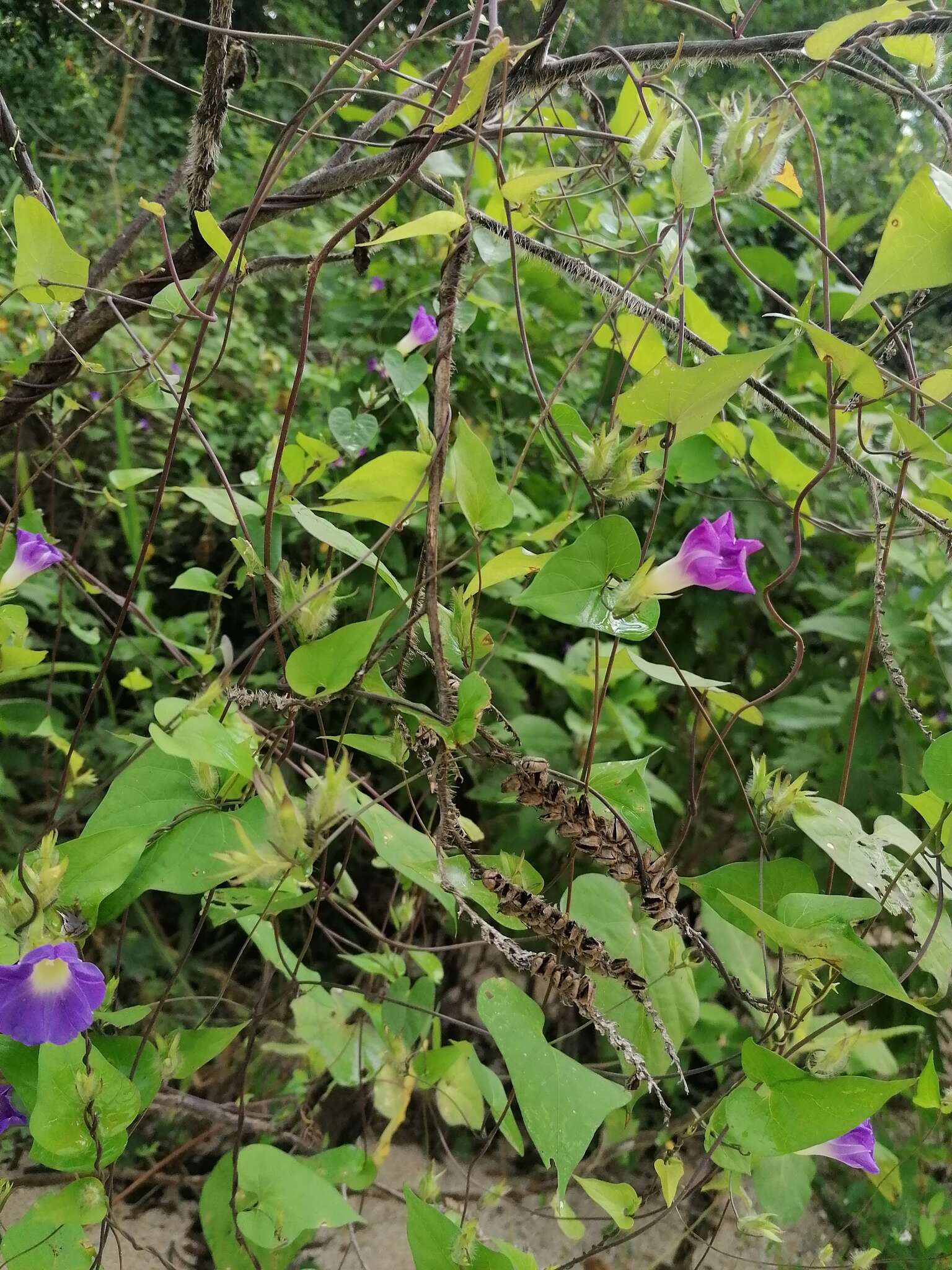 Ipomoea meyeri (Spreng.) G. Don resmi