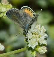 Euphilotes battoides allyni (Shields 1975)的圖片