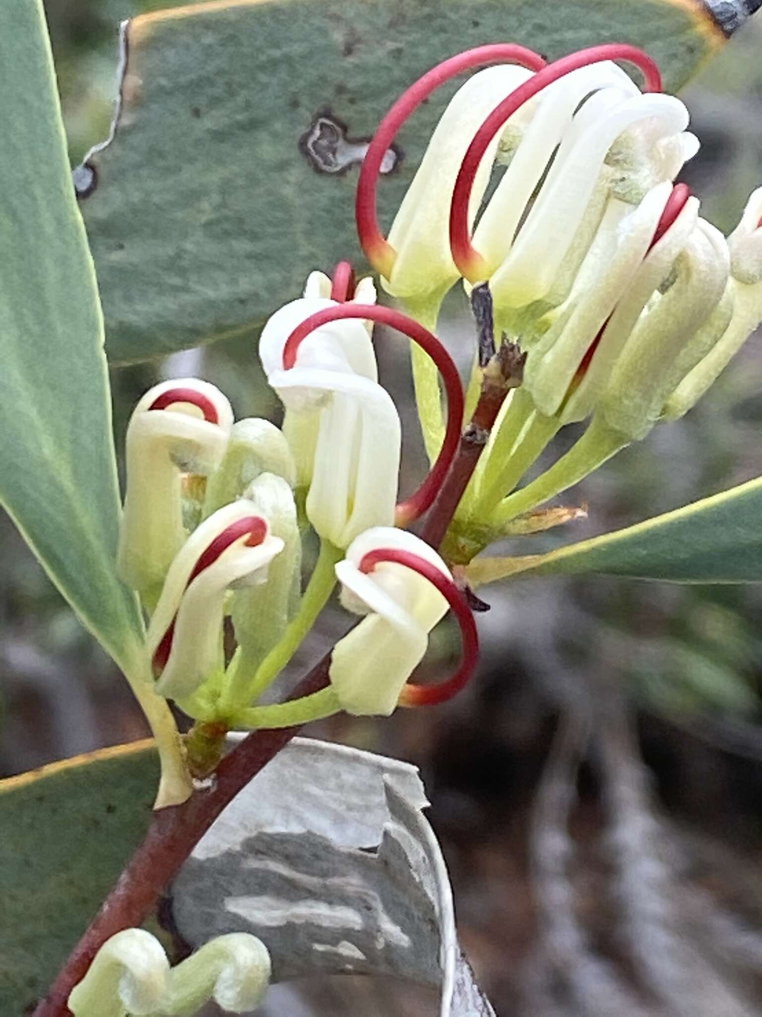 Imagem de Hakea cyclocarpa Lindl.