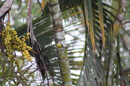 Image of Coereba flaveola caucae Chapman 1914