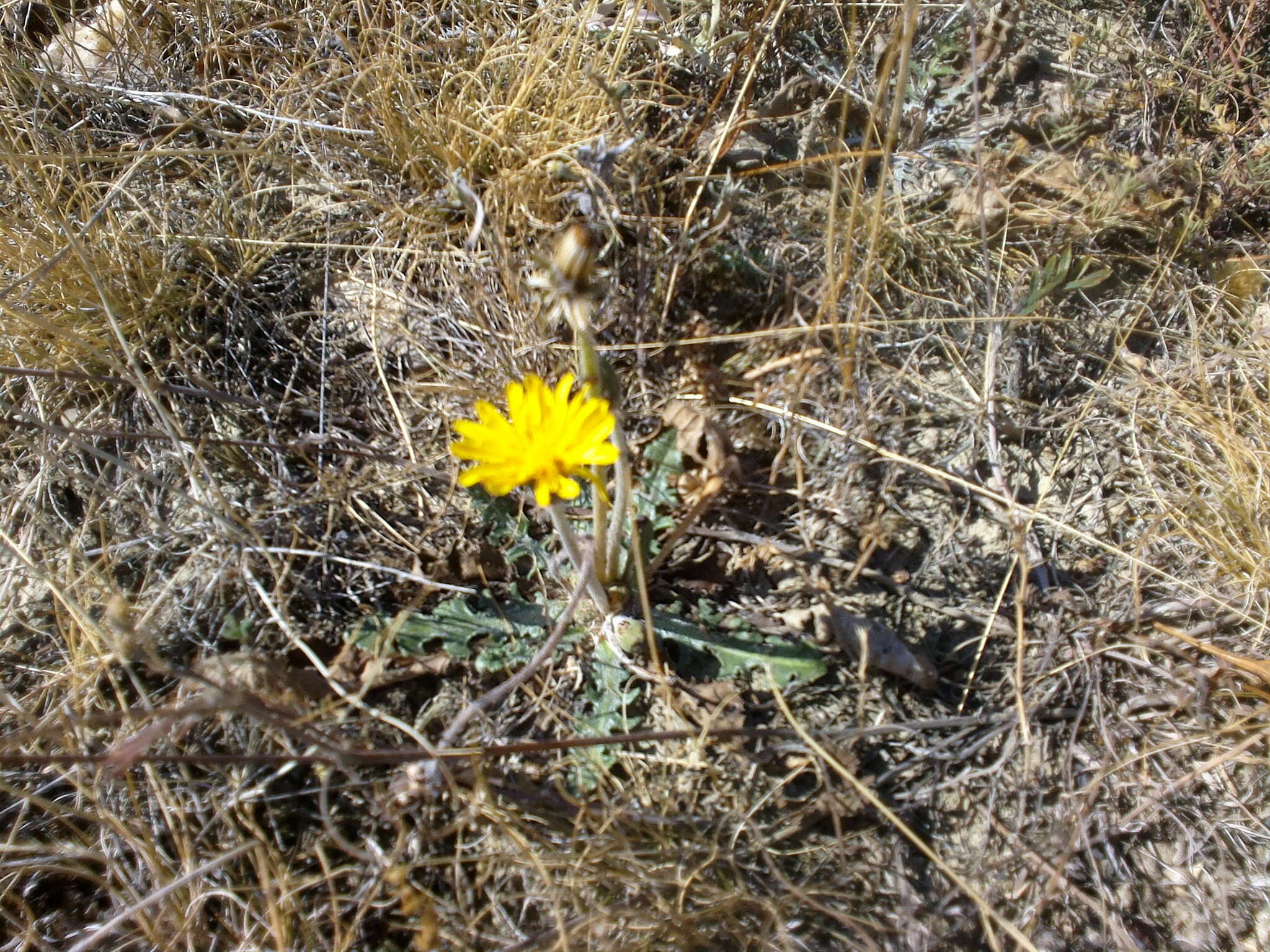 Sivun Taraxacum serotinum (Waldst. & Kit.) Poir. kuva