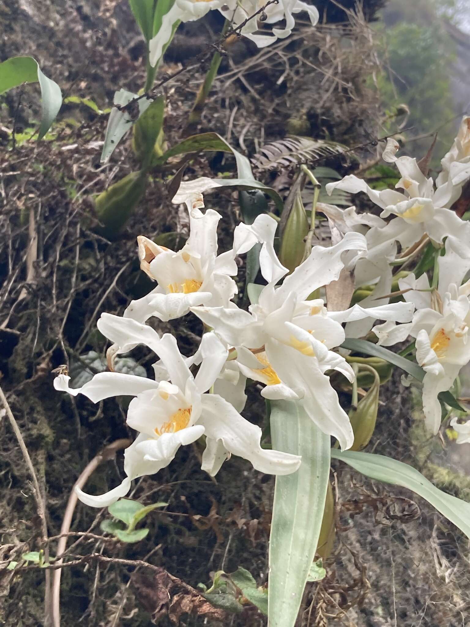 Coelogyne cristata Lindl. resmi