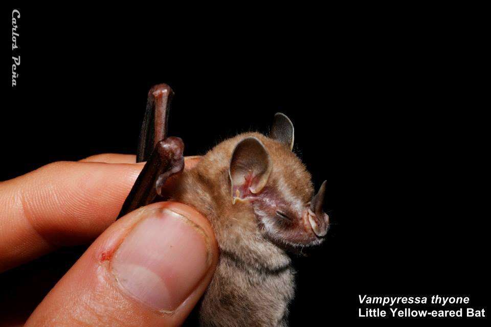 Image of Northern Little Yellow-eared Bat
