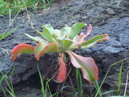 Image of Echeveria gibbiflora DC.