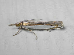 Image of Crambus harrisi Klots 1967