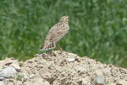 Image of Bimaculated Lark