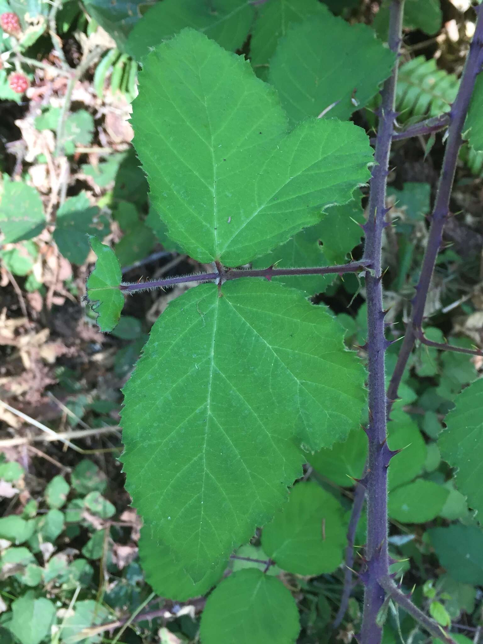 Слика од Rubus vestitus Weihe & Nees