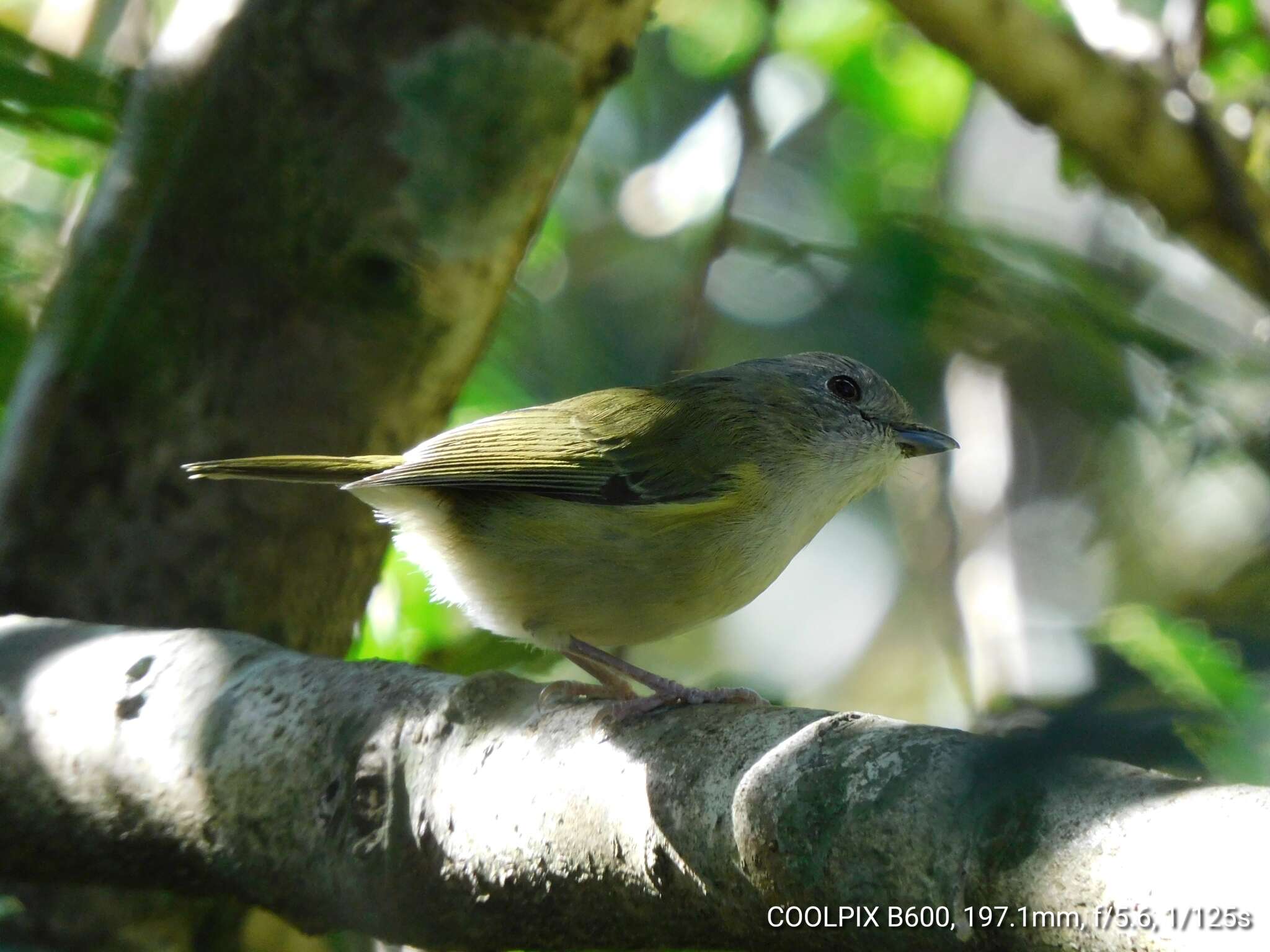 Imagem de Pteruthius xanthochlorus Gray, JE, Gray & GR 1847