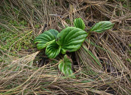 Image of giant forget-me-not