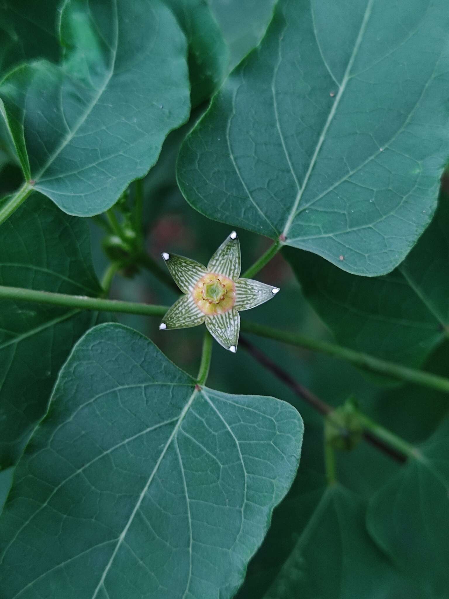 Sivun Matelea ocellata W. D. Stevens kuva