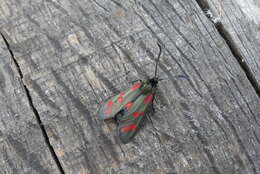 Image of six-spot burnet