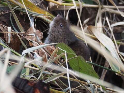 Image of long-tailed vole