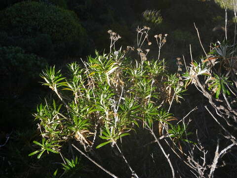 Image of Carlina salicifolia (L. fil.) Cav.