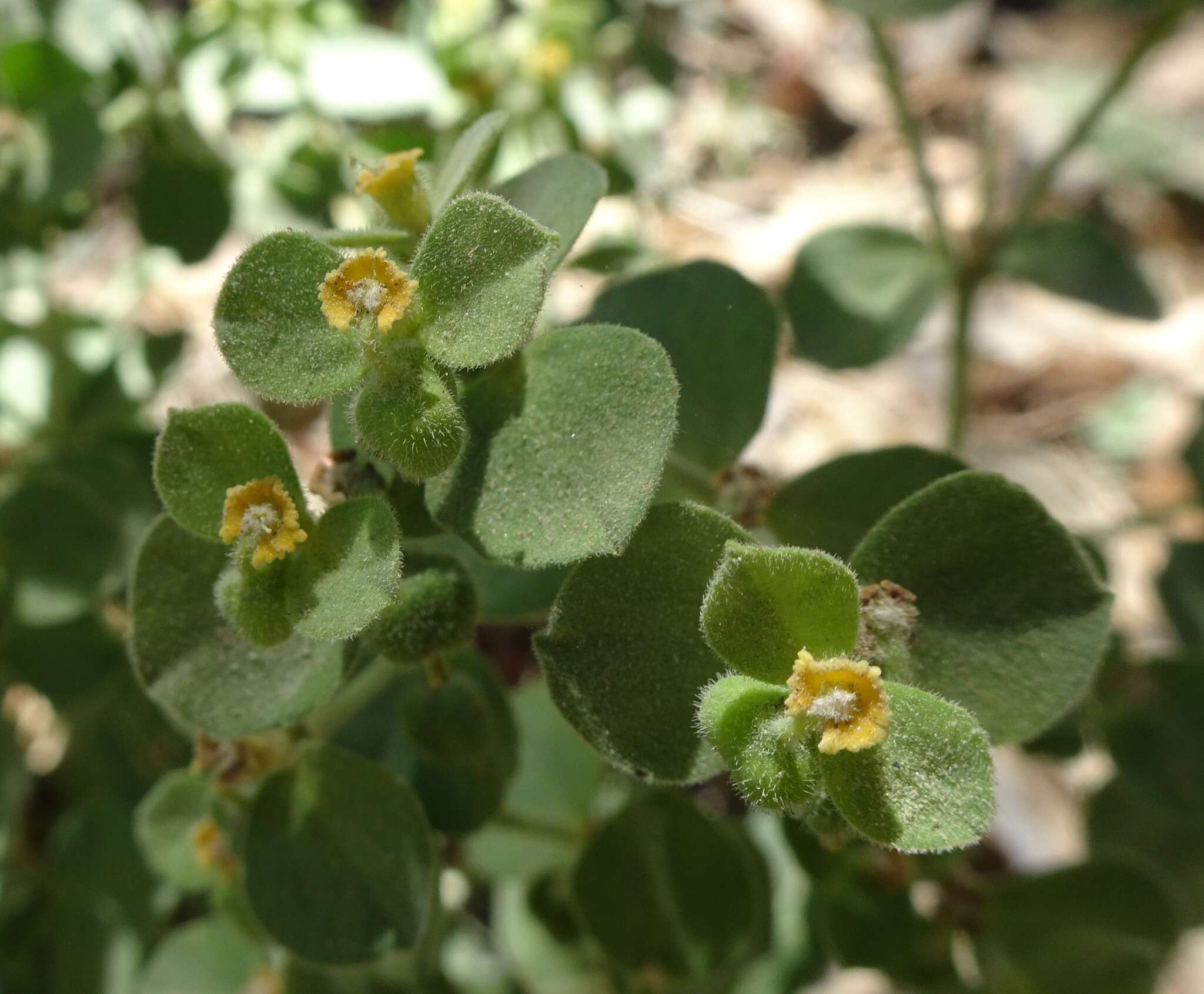 Euphorbia yaquiana Tidestr. resmi