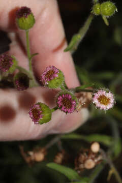 Image of Erigeron apiculatus Benth.