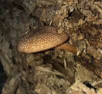 Plancia ëd Tricholomopsis formosa (Murrill) Singer 1951