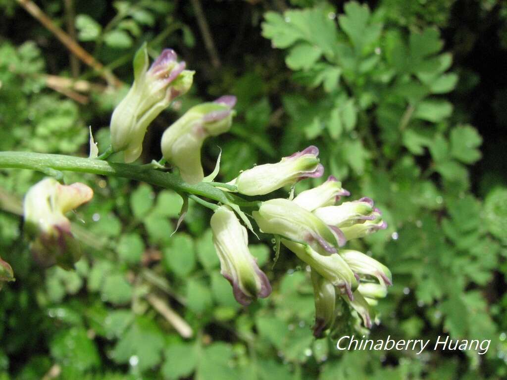 Image of Corydalis ophiocarpa Hook. fil. & Thomson