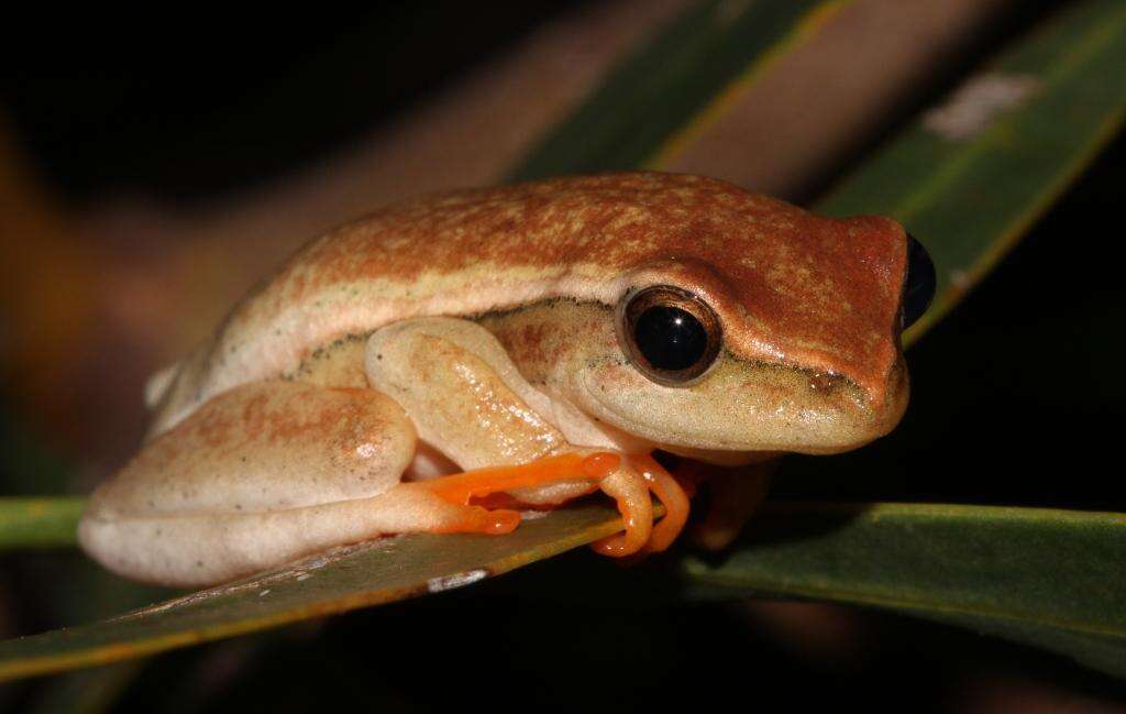 Image of Arum lily frog