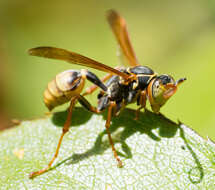 Image of Western Paper Wasp