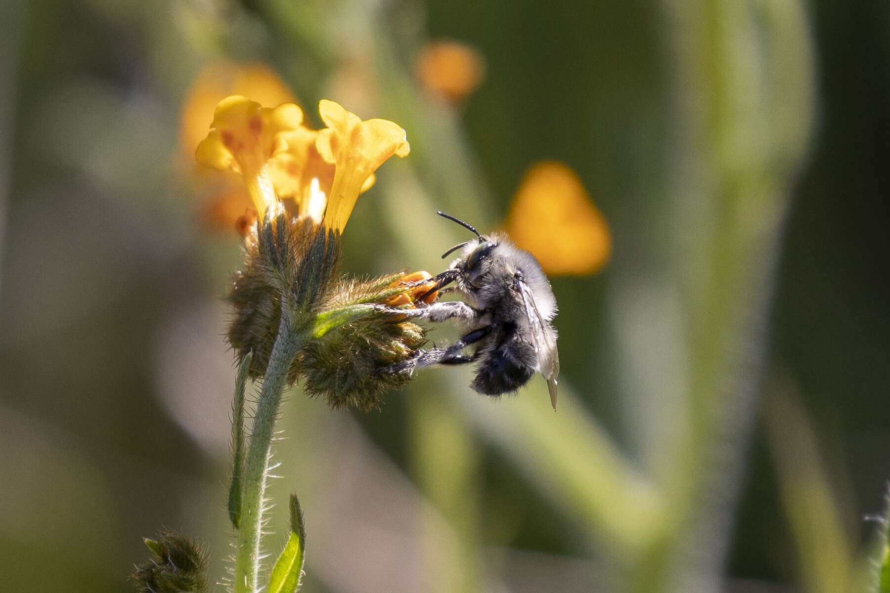 Image of Anthophora pacifica Cresson 1879