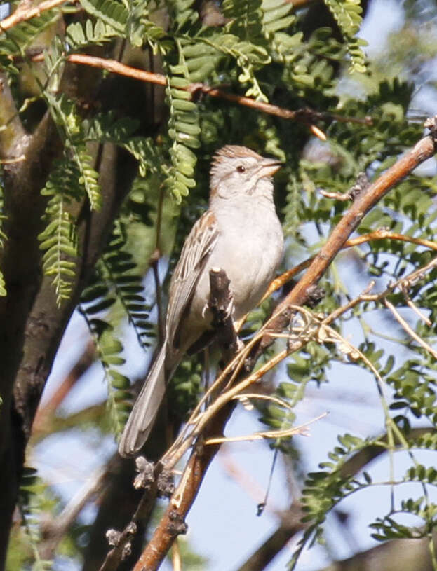 Peucaea carpalis Coues 1873的圖片