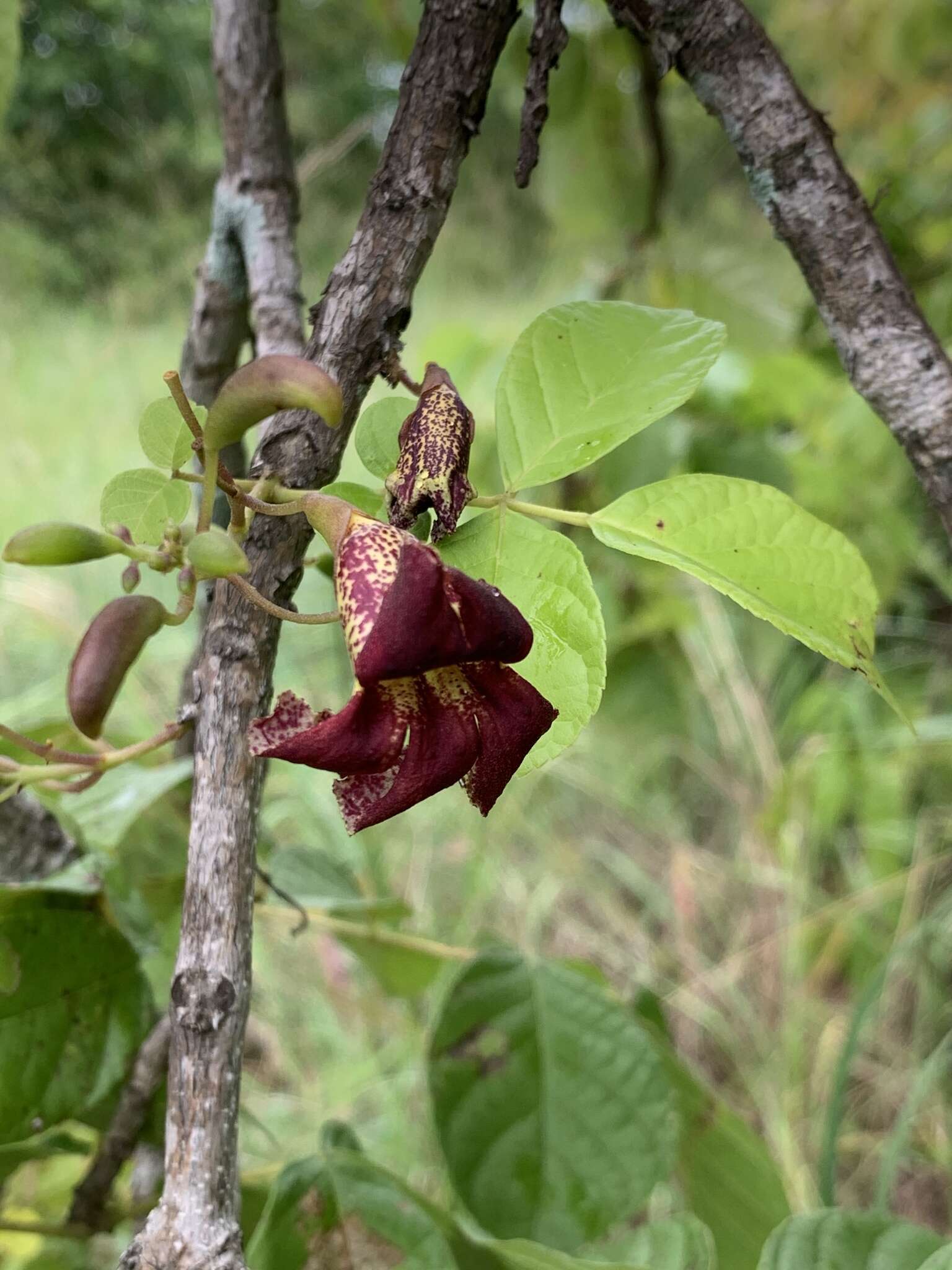 Image of Bean-tree