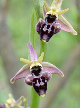 Image of <i>Ophrys aghemanii</i>