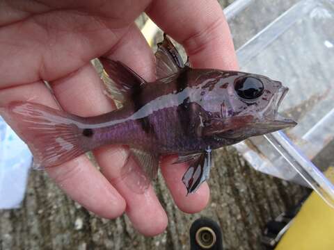 Image of Cardinalfish