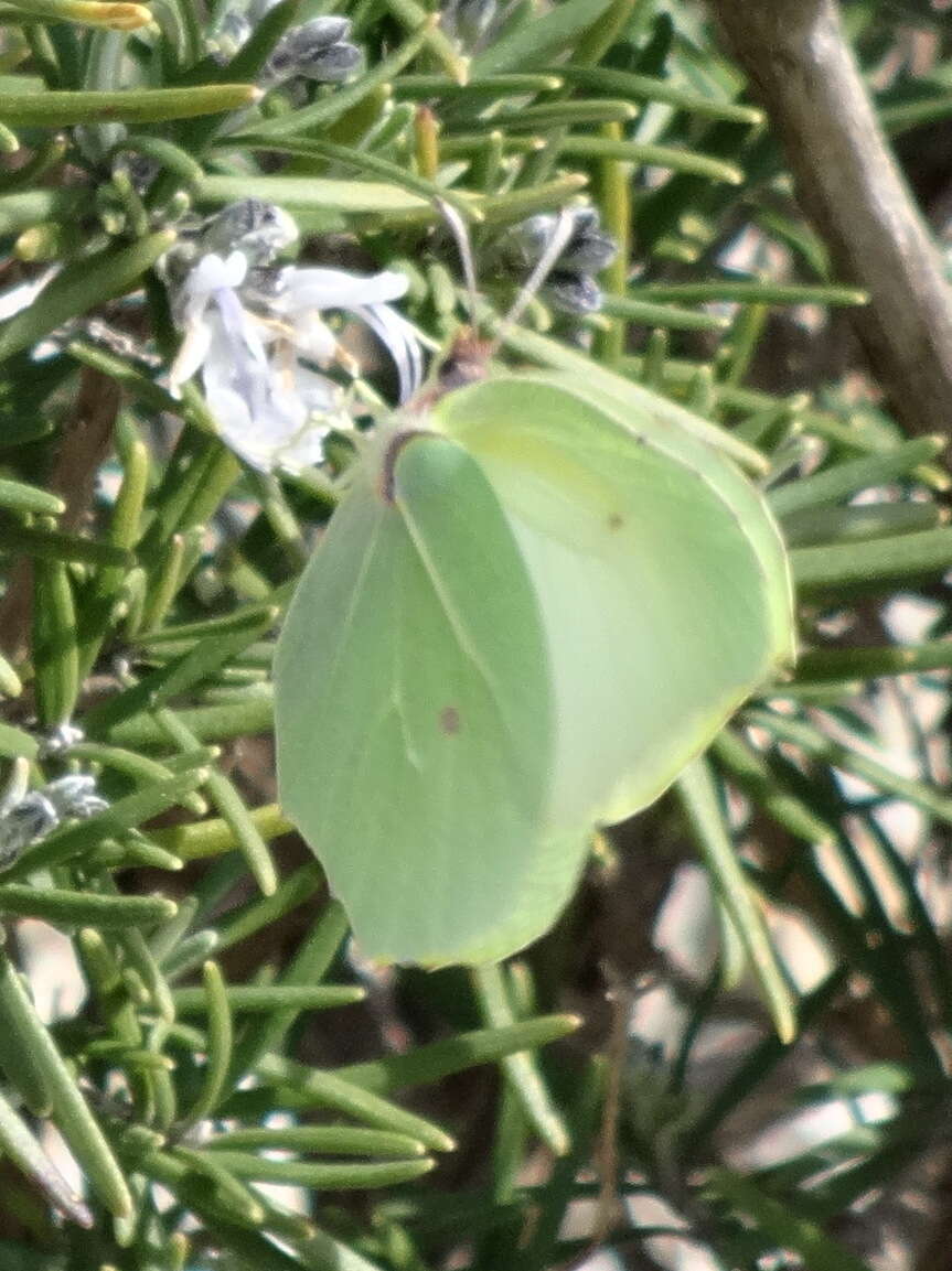 Image of Cleopatra Butterfly
