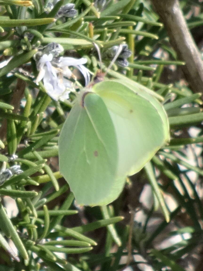 Image of Gonepteryx cleopatra (Linnaeus 1767)