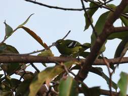 Aegithina viridissima (Bonaparte 1850) resmi