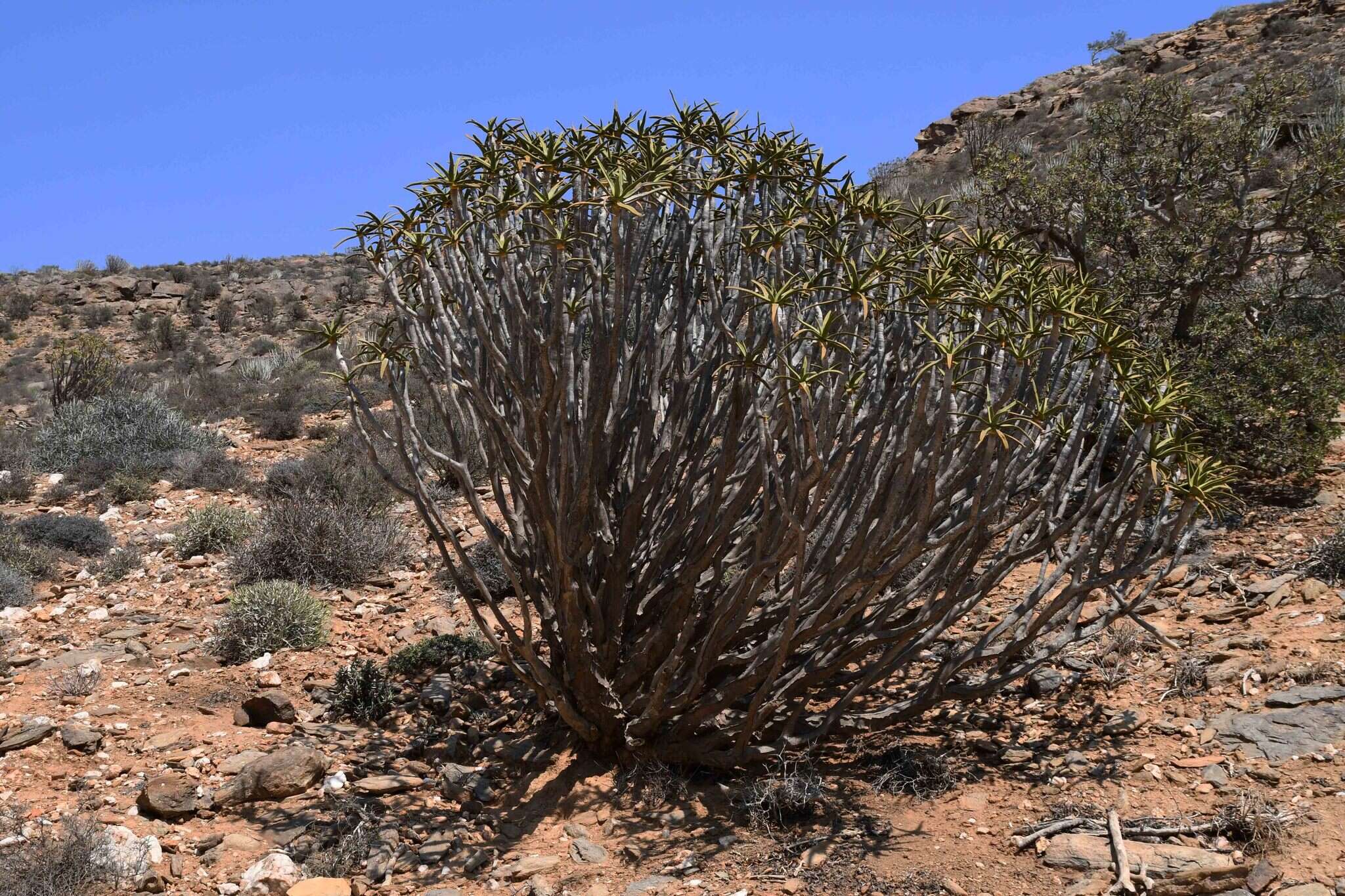 Image of Maiden's Quiver Tree Aloe