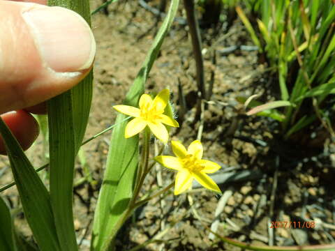 Image of Hypoxis argentea var. sericea (Baker) Baker