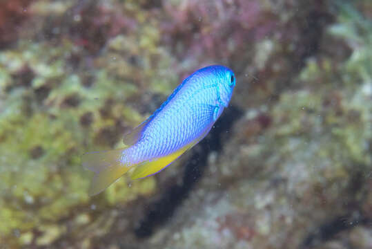 Image of Blue damsel