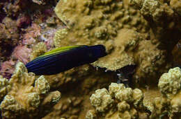 Image of Blacklobe wrasse