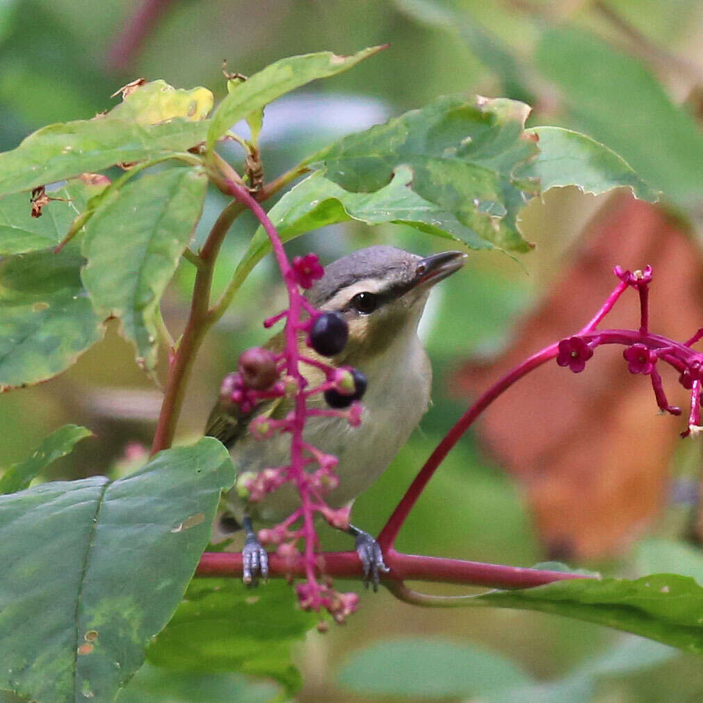 Image of Red-eyed Vireo