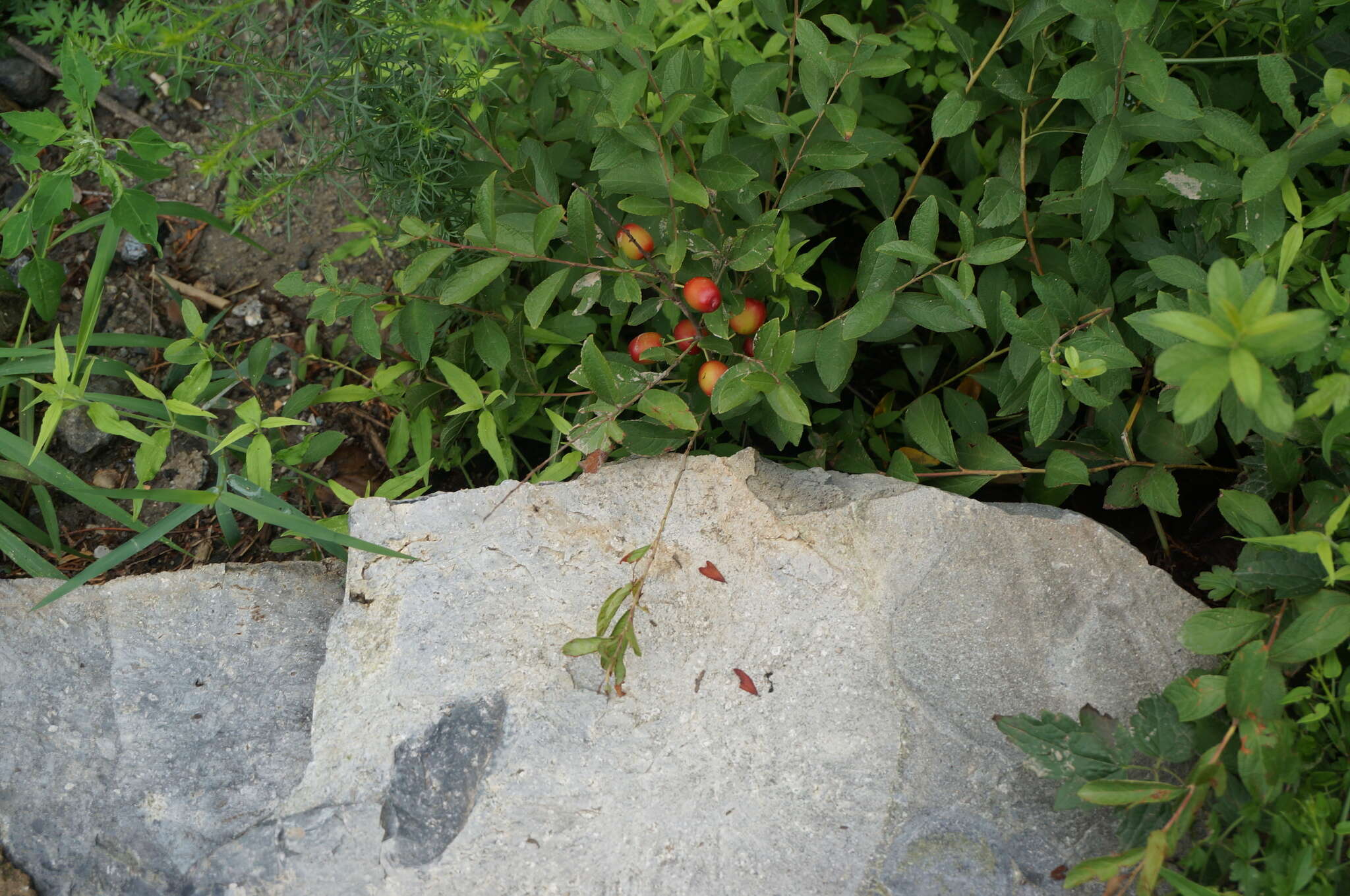 Imagem de Prunus humilis Bunge