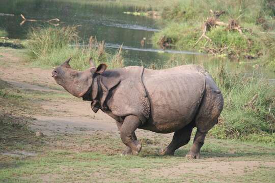 Image of Indian Rhinoceros