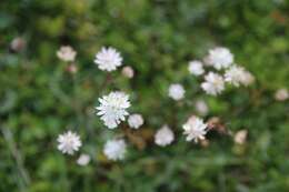 Imagem de Astrantia bavarica F. W. Schultz