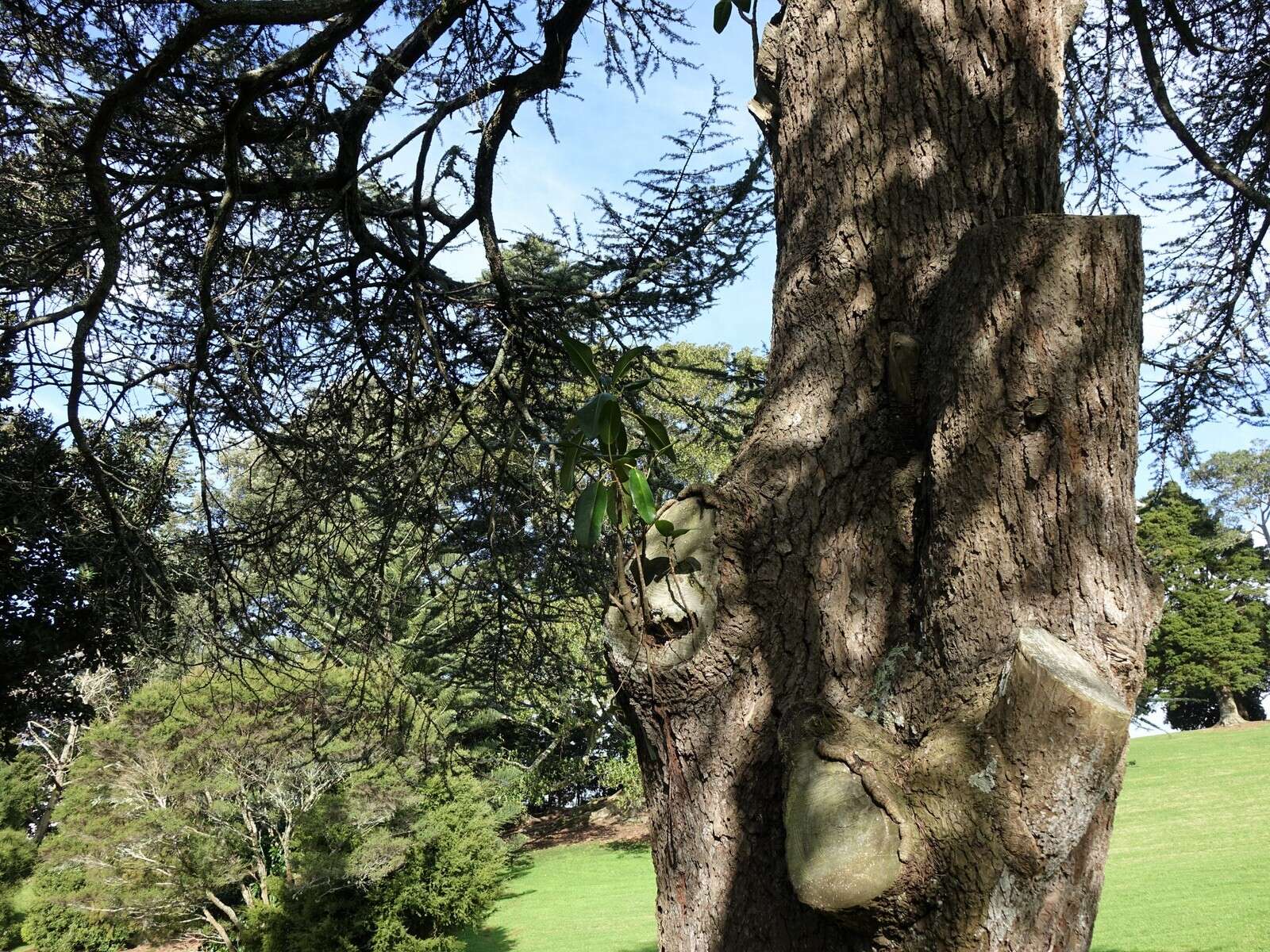 Image of Moreton Bay fig