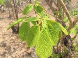 Image of Yellow trumpet tree