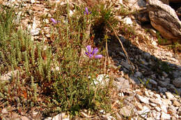 Imagem de Campanula lingulata Waldst. & Kit.