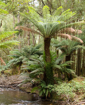 Image of Australian Tree Fern